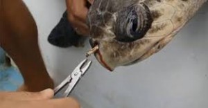 Turtle with Straw up nose