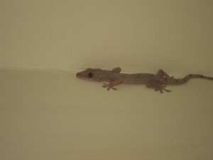 GECKO