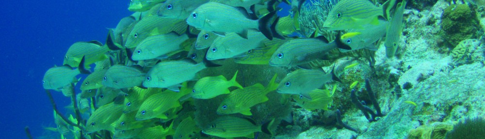 Global Reef Roamers LLC