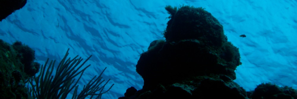Global Reef Roamers LLC
