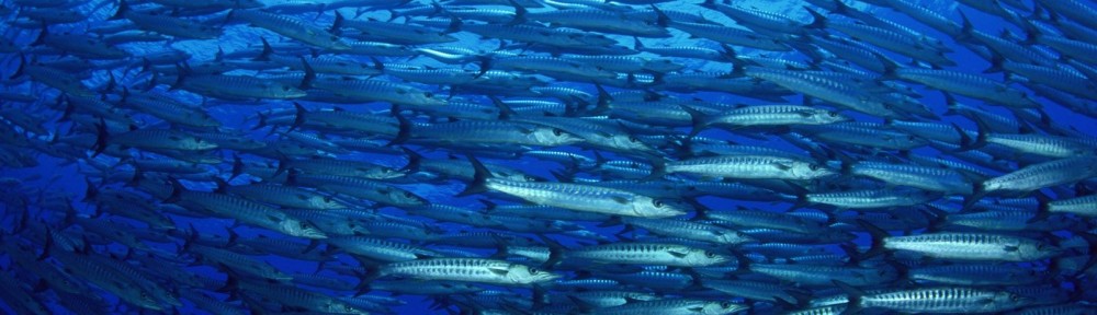 Global Reef Roamers LLC