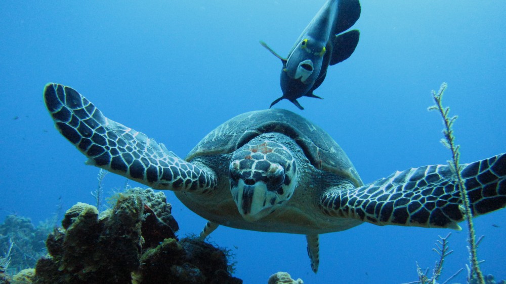 Global Reef Roamers LLC